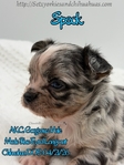 AKC Merle Longcoat & Blue Chihuahuas