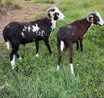 Rams Painted Desert Sheep