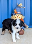 Miniature Australian Shepherd blue eyed male