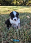 Toy Mini Aussie Puppies -ASDR Registered