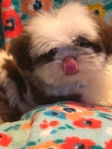 Shih tzu