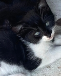 Beautiful Kittens