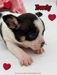 AKC Valentine Applehead Chihuahuas