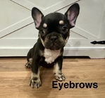 French Bulldog puppies