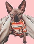 Sphynx Cat