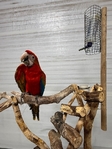 Baby female Flame Macaw