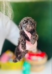 Toy Poodle Red male & Chocolate Female