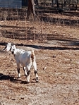 Baby Goats For Sale