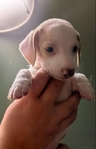 Miniature Daschund