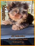 AKC Gorgeous Male Yorkies