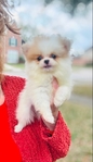 Teacup and tiny toy, Pomeranian, puppies, teddy bear faces.