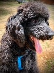 Adult male standard poodle