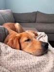 10 month old golden retriever