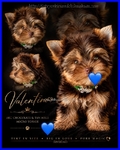 AKC Gorgeous Male Yorkies