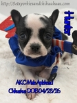 AKC Applehead Smooth Coat Chihuahuaa