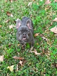 French Bulldog teenage puppies