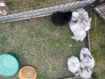Tumak/new Zealand Rex mix rabbits and bunnies.