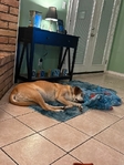 Black Mouth Cur/Yellow Lab