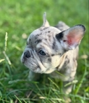 Loveable Frenchie