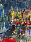 Parakeets