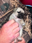 Pug Puppies 6 weeks old female fawn