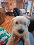 Female Miniature Schnauzer