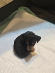 AKC Chihuahuas
