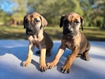 Great Dane Puppies