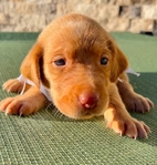 Fox Red Labrador Dudleys