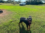 Rehoming my Rottweiler