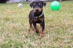 Doberman puppies