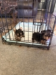 CKC Registered Yorkie Puppies for Sale
