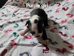 Beautiful Boston Terrier Puppies