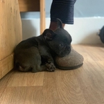 Gorgeous French Bulldog Puppies For Sale