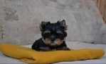 Purebred Tiny Yorkie Puppies