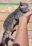 Registered Bengal kittens