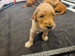 Male Goldendoodle- $1500