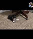 Mini Australian Shepherd puppies