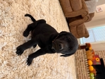 Lab Puppies
