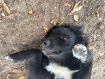 Female Boarder collie to good home