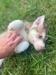 Husky Puppies