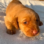 Fox Red Labrador Dudleys