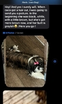 >🐶 Adorable Shih Tzu Puppies – Ready 10/7/25 (Nederland, TX)