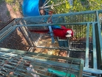 Macaw Parrot