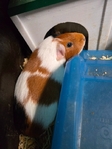 4 female guinea pigs for sale