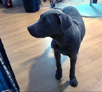 Beautiful Female Silver Lab puppy