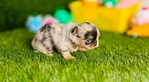 Apple head Chihuahua puppies AKC.