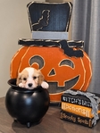 Cavapoochon Puppies