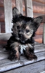 APRI registered YORKIES
