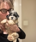 Teacup Poodles & Toy Poodle puppies